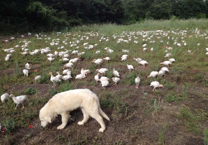 Galline allevate presso Azienda Agricola Pulicaro nella Tuscia Viterbese, tra Orvieto e il Lago di Bolsena