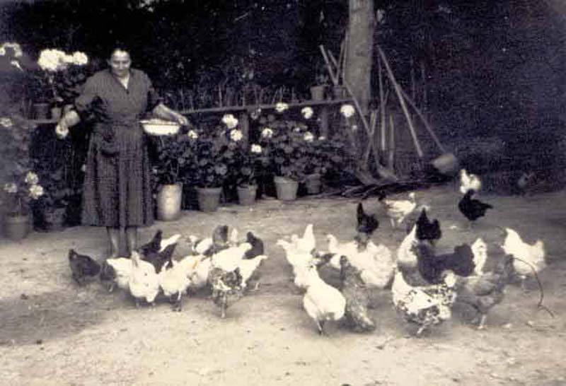 Galline in un aia tradizionale toscana (Valdichiana)