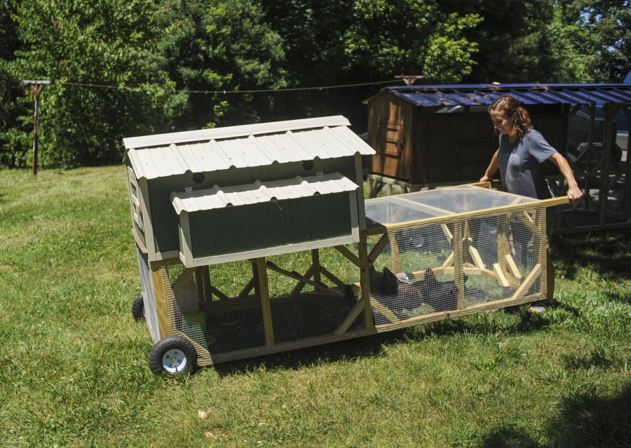 Chicken tractor, pollaio mobile con ruote americano