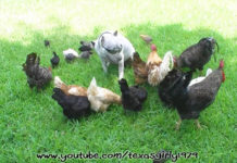 Video divertenti di galline e altri animali | Tuttosullegalline.it