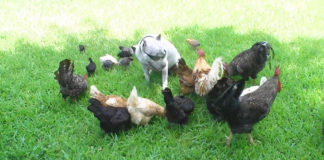 Video divertenti di galline e altri animali | Tuttosullegalline.it