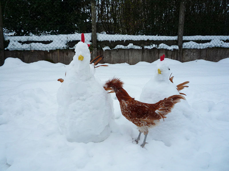 Gallina intenta a lavorare a due cocche di neve (fonte riservata)
