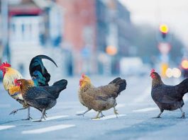 Galline e pollai nel Codice Civile | Tuttosullegalline.it