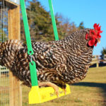 Gallina dondola su altalena nel pollaio | Tuttosullegalline.it