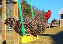 Gallina dondola su altalena nel pollaio | Tuttosullegalline.it