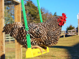 Gallina dondola su altalena nel pollaio | Tuttosullegalline.it