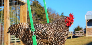 Gallina dondola su altalena nel pollaio | Tuttosullegalline.it