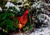 Galline (americane) che amano gli alberi di Natale | Tuttosullegalline.it