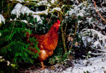 Galline (americane) che amano gli alberi di Natale | Tuttosullegalline.it