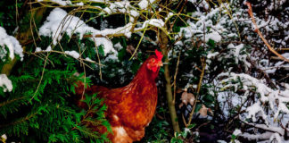 Galline (americane) che amano gli alberi di Natale | Tuttosullegalline.it