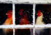 Video divertenti di galline sulla neve | Tuttosullegalline.it