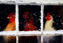 Video divertenti di galline sulla neve | Tuttosullegalline.it