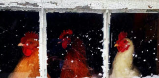 Video divertenti di galline sulla neve | Tuttosullegalline.it