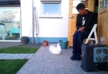 Video divertenti di galline Silkie (Moroseta) | Tuttosullegalline.it