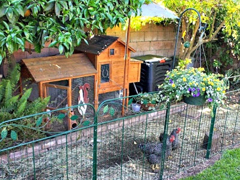 Galline ben sistemate con spazio adeguato nel giardino del condominio