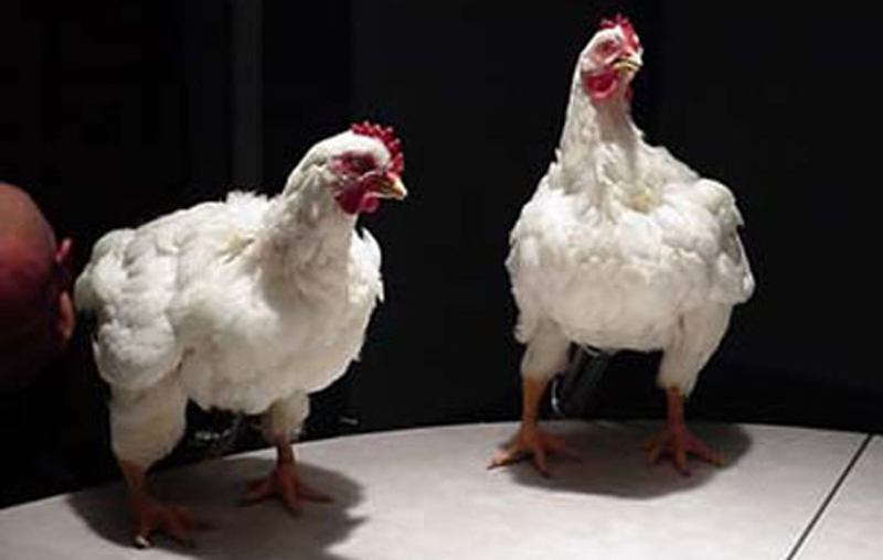 Due prototipi animatronics di gallina livornese per la realizzazione di gallina Rosita