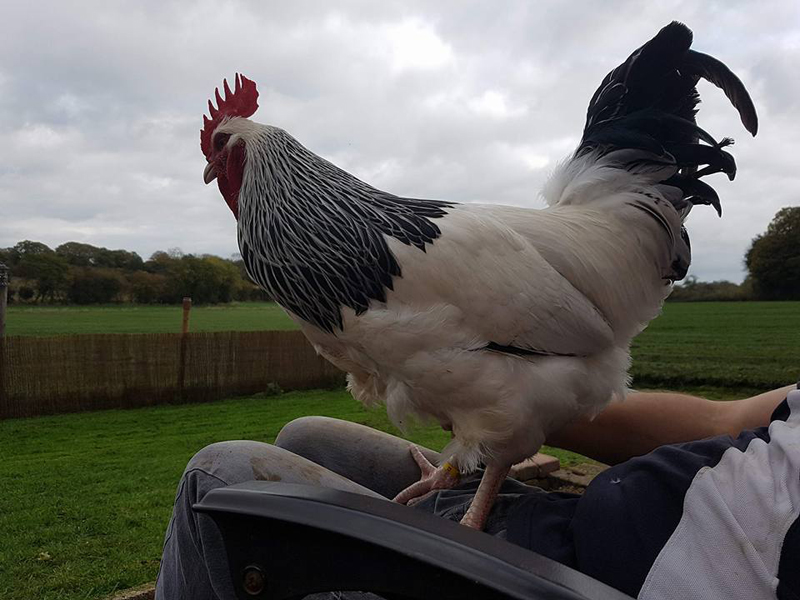 Bellissimo gallo Sussex in collo al suo allevatore