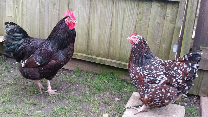 Gallo e gallina Sussex in colorazione millefiori o tricolore (speckled)