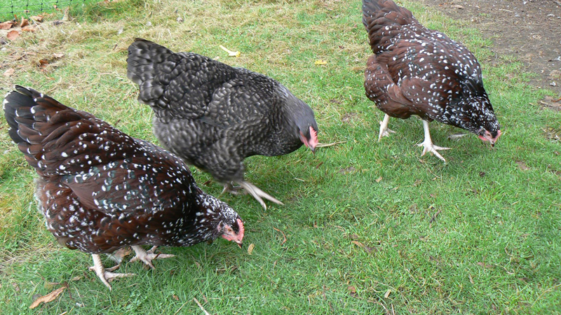 Galline di razza Sussex che razzolano in giardino