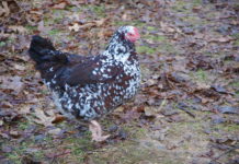 Sussex: la star delle galline ovaiole (e ornamentali) | Tuttosullegalline.it