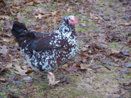 Sussex: la star delle galline ovaiole (e ornamentali) | Tuttosullegalline.it