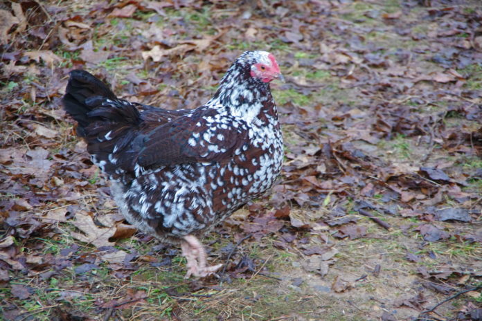 Sussex: la star delle galline ovaiole (e ornamentali) | Tuttosullegalline.it
