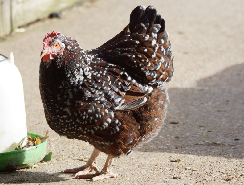 gallina Sussex in colorazione millefiori