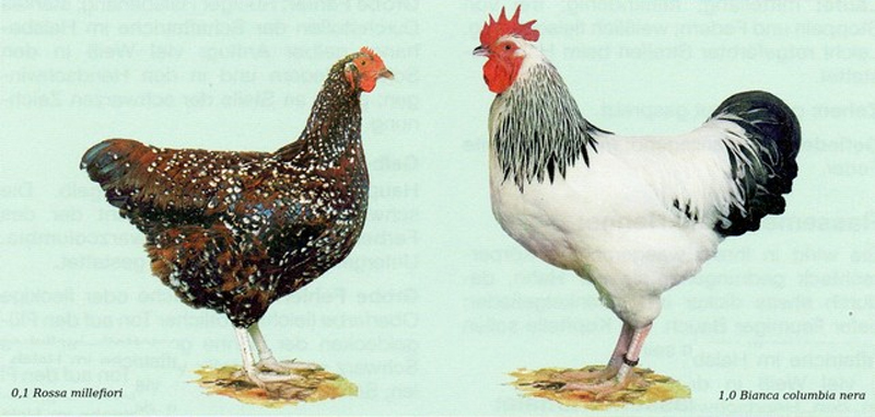 Standard Italiano FIAV per galline e galli di razza Sussex