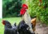 Versi nel pollaio: la gallina chioccia, il pulcino pigola e il gallo canta | Tuttosullegalline.it