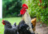 I (tanti) versi nel pollaio: la gallina chioccia, il pulcino pigola e il gallo canta Versi nel pollaio: la gallina chioccia, il pulcino pigola e il gallo canta | Tuttosullegalline.it