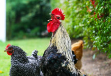 Versi nel pollaio: la gallina chioccia, il pulcino pigola e il gallo canta | Tuttosullegalline.it