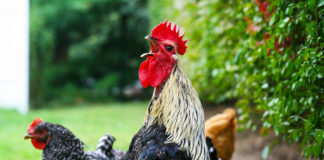 Versi nel pollaio: la gallina chioccia, il pulcino pigola e il gallo canta | Tuttosullegalline.it