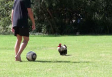 Video divertenti di galline e galli che giocano a calcio | Tuttosullegalline.it