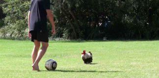 Video divertenti di galline e galli che giocano a calcio | Tuttosullegalline.it