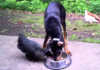 Video divertenti di galline e cani | Tuttosullegalline.it