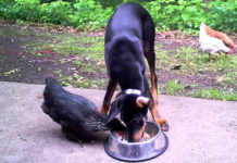 Video divertenti di galline e cani | Tuttosullegalline.it