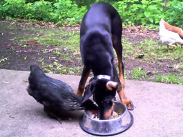 Video divertenti di galline e cani | Tuttosullegalline.it