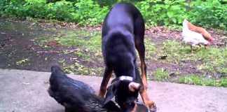 Video divertenti di galline e cani | Tuttosullegalline.it