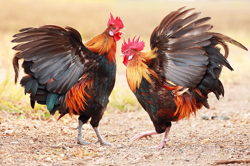 Molto problematico aggiungere un nuovo gallo adulto in un pollaio