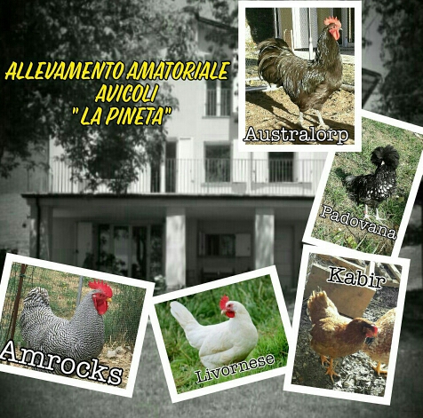 Allevamento amatoriale avicolo La Pineta (Parma), galline ovaiole e ornamentali