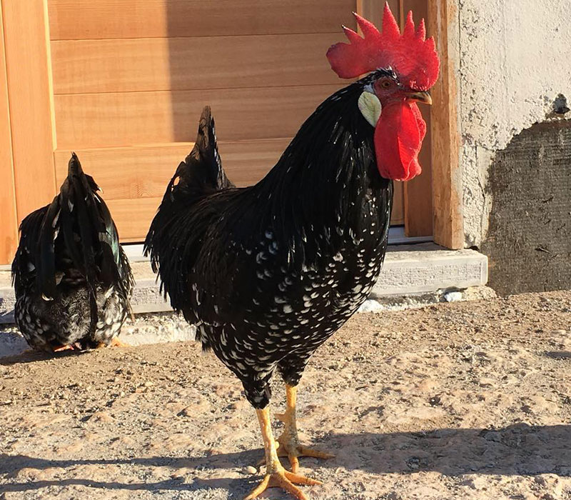 Bosco della Città | Allevamento avicolo amatoriale galline razza Ancona