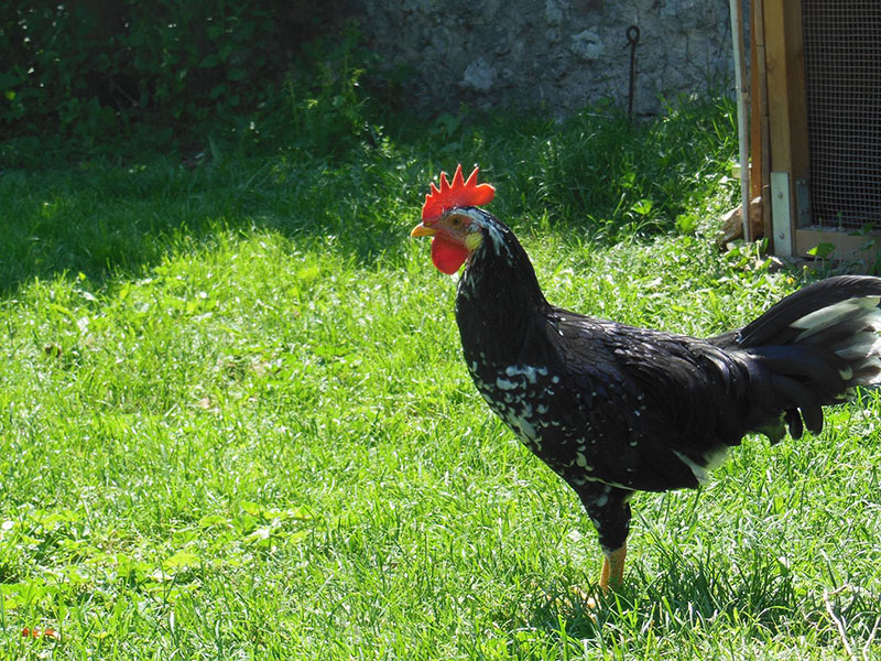 Bosco della Città | Allevamento avicolo amatoriale galline razza Ancona