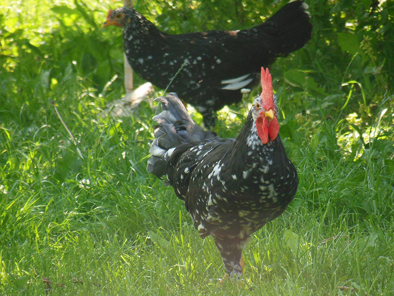 Bosco della Città | Allevamento avicolo amatoriale galline razza Ancona