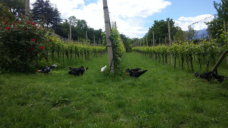 Bosco della Città | Allevamento avicolo amatoriale galline razza Ancona