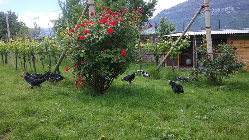 Bosco della Città | Allevamento avicolo amatoriale galline razza Ancona