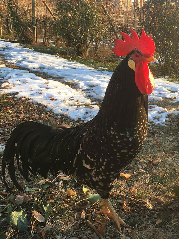 Bosco della Città | Allevamento avicolo amatoriale galline razza Ancona