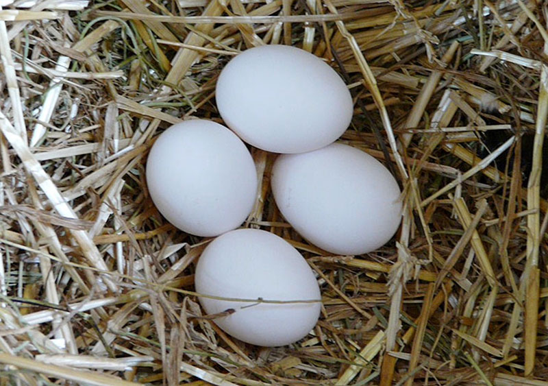 Bosco della Città | Allevamento avicolo amatoriale galline razza Ancona