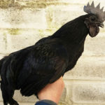 Allevamento avicolo I Galli della Dea Fortuna, gallina ornamentale Cemani