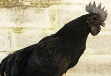 Allevamento avicolo I Galli della Dea Fortuna, gallina ornamentale Cemani