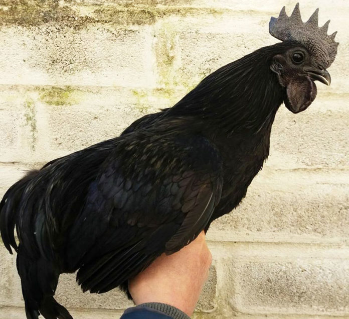 Allevamento avicolo I Galli della Dea Fortuna, gallina ornamentale Cemani